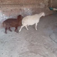 میش بره نر