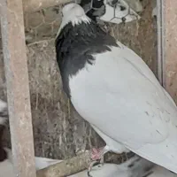 کبوتر طاووسی پلاکی وطوقی وراعبی|پرنده|تهران, امام زاده عبدالله|دیوار