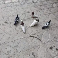 کبوتر|پرنده|شیراز, شهرک گلستان|دیوار