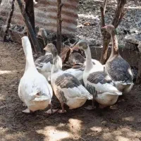 فروش غاز