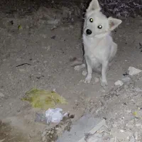 سگ گمشده|سگ|نورآباد ممسنی, |دیوار