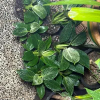 خانه گل و گیاه آنلاین و حضوری|گل و گیاه طبیعی|زرند, |دیوار