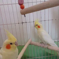 فروش سه عدد جوجه دوکت البینوولتین|پرنده|اسلامآباد غرب, |دیوار