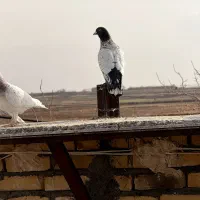 طاووسی چپ سار تربت حیدریه