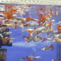 ماهی گوپی سنگاپوری