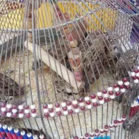 پرنده قناری