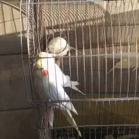 عروس هلندی لوتینو