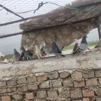 کبوتر|پرنده|نگین شهر, |دیوار