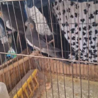 عروس هلندی و مرغ عشق