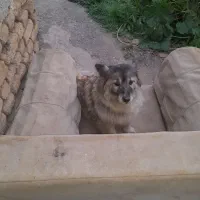 سگ پاکوتاه ماده