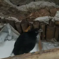 مرغ های گلچین شده در نورآباد ممسنی|حیوانات مزرعه|رستم, |دیوار