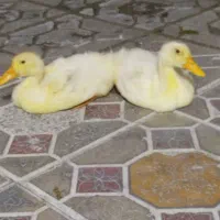 دو عدد اردک سفید سالم