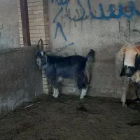 کهره بذری شاخ جفت|حیوانات مزرعه|شیراز, کوشک بیدک|دیوار