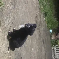 سگ نگهبان