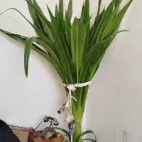 سوسن عنکبوتی