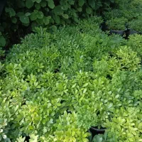 نیازمند اجاره زمین برای گلخانه