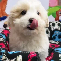 توپولوهای‌ سفید|سگ|تبریز, |دیوار