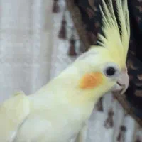 فروش عروس هلندی نر