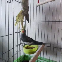 عروس هلندی