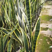 سانسوریا ابلغ