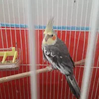 عروس نر