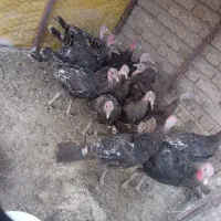 بوقلمون رسمی
