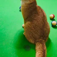 بریتیش نراصیل وارداتی گردن گیر|گربه|کرج, گلشهر|دیوار