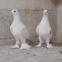 کبوتر لوتی|پرنده|تبریز, |دیوار