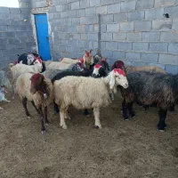 میش زیر قیمت بازار فروشی