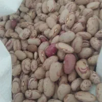 لوبیاچیتی امسال تازه