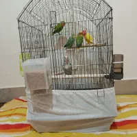 کوتوله برزیلی