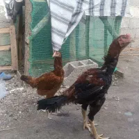 خروس و مرغ لاری