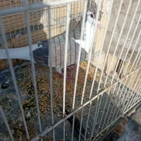 کبوتر|پرنده|چناران, |دیوار