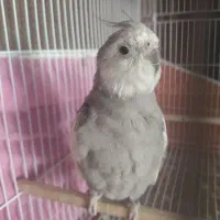 عروس هلندی دوکت و وایت فیس مولد|پرنده|مشهد, چهارچشمه|دیوار