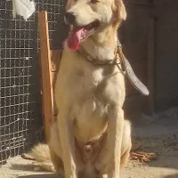 سگ عراقی طوله طوفان