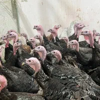 بوقلمون برنز سینه پهن