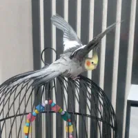 یک جفت عروس هلندی