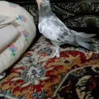 کفتر کبوتر|پرنده|قم, شهرک امام حسین|دیوار