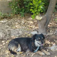 سگ پاکوتاه زرنگ و حرف گوش کن|سگ|دزفول, |دیوار