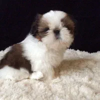 توله سگ شیتزو سوپر فلت دست و پا کوتاه اوکراینی|سگ|تهران, وردآورد|دیوار