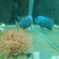 دو عدد کانفا بلو و رد|ماهی|ری, دولتآباد|دیوار