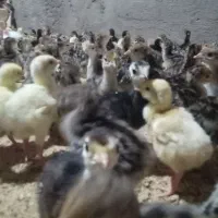 سلام دوعدد دستگاه جوجه کشی|لوازم جانبی حیوانات|قیدار, |دیوار