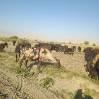 فروش بز پاکستانی نژاد تکاوری چهل خال