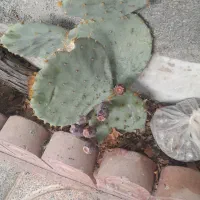 گل و گیاه کاکتوس دو گلدان همراه میوه