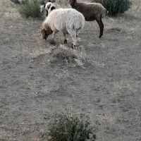 بره هلو