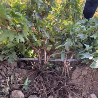 نهالستان انگور رضازاده