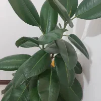 فروش تعدادی گل و گلدان