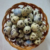 تخم بلدرچین خوراکی