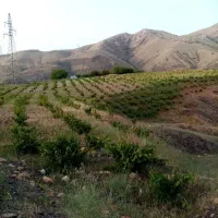 مشارکتی باغ