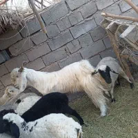 چپش نری گوشتی|حیوانات مزرعه|گنبکی, |دیوار